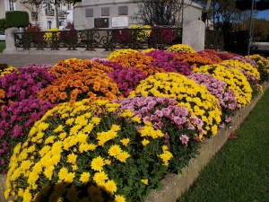 Chrysanthemums at the war memorial